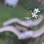 Penzion Lucchesi